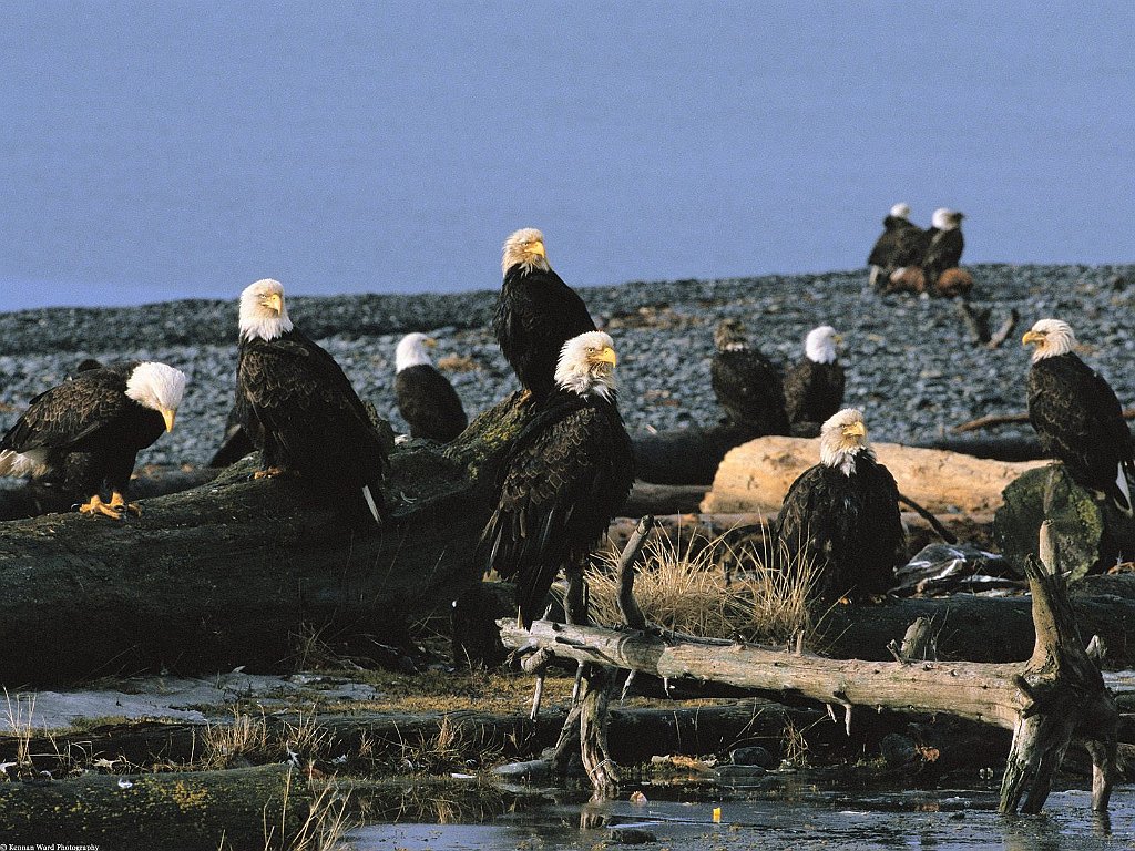 Governor's Ball, Bald Eagles, Alaska